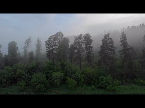 Misty Forest Aerial Stock Video