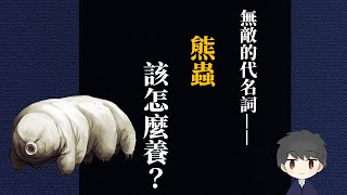 [Vtub] 熊蟲——如何飼養？(發錢) by 譯人豆奶