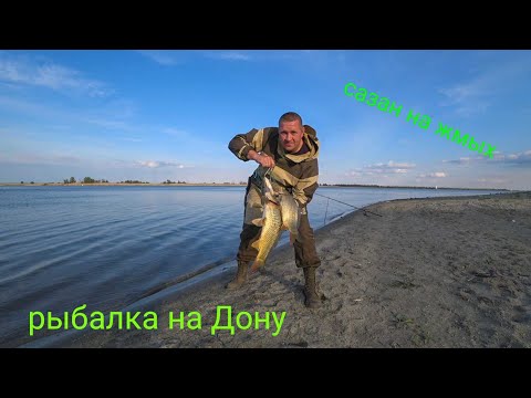 Рыбалка на сазана. Рыбалка на Дону 2020. Ловля сазана на жмых.