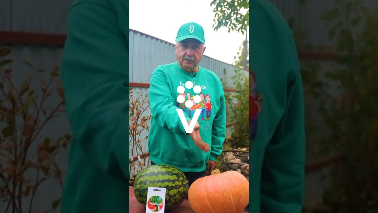 Что будет, если привить арбуз на тыкву? Большой урожай или сюрприз?