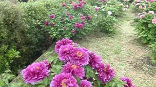 preview picture of video '洛陽牡丹園（奈良県橿原市）　万葉の丘　 Luoyang Peony in Kashihara-city Nara Japan'