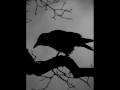 Ultramelanhool - Mustad Linnud 