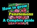 How to grow penstemons a complete guide