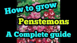 How to grow penstemons a complete guide