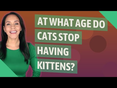 At what age do cats stop having kittens?