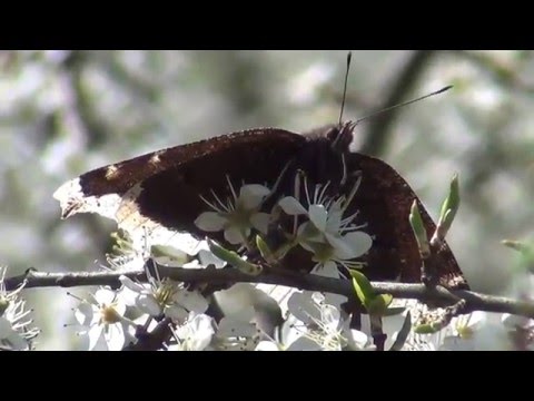 tarnina, dzika śliwa   Prunus spinoza