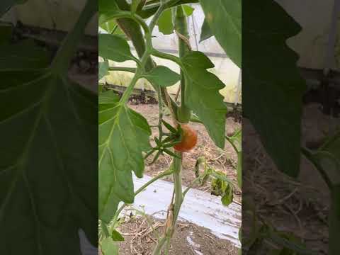 なぜトマトは育たないのでしょうか？この夏、すべてのチャンスを味方につけるためにすべきこととしてはいけないこと!  庭園