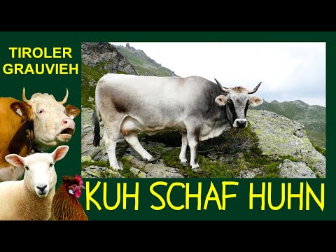 KUH SCHAF HUHN Folge 1: Tiroler Grauvieh - Die silbernen Rinder der Tiroler Berge + Wipptaler Rind