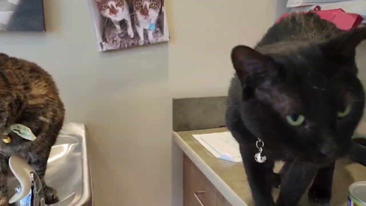 Enlarge Pip aka Tail Pipe of the Auto Parts Cats, a ADOPTABLE Domestic Short Hair in Sterling, VA video 4/6