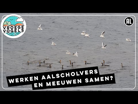 Meeuwen en aalscholvers jagen samen | Zelf Geschoten | Vroege Vogels