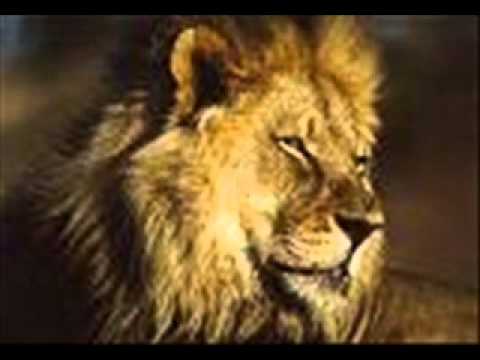 Đời Tao - Việt Lion