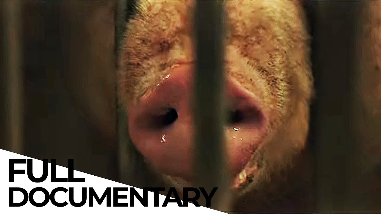 The Carnivore’s Dilemma: Is It Ethical to Eat MEAT from Industrial Farms?