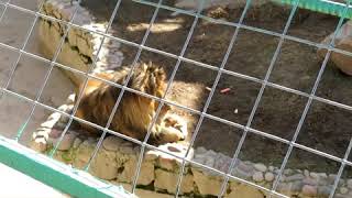 preview picture of video 'Tashkent Zoo Uzbekistan'
