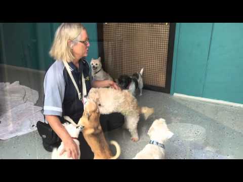 Rosemary's House for Dogs & Cats - Virtual Tour