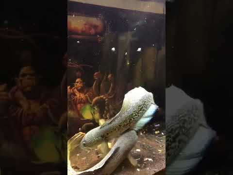 Two arowanas are having a fight #PredatoryFish