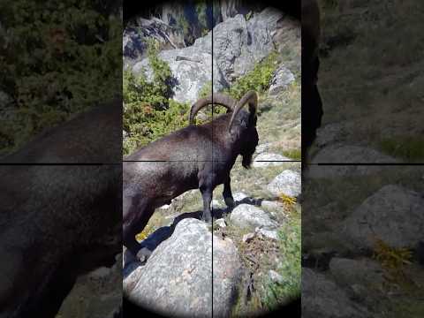 Добыча подранка🩸Кавказского Тура #трофейнаяохота