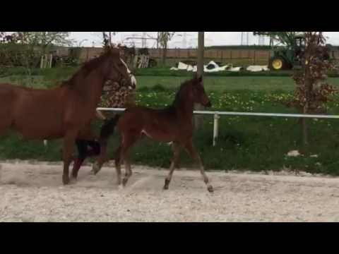 Schneider; For Romance II x Rosario x Grand Garcon