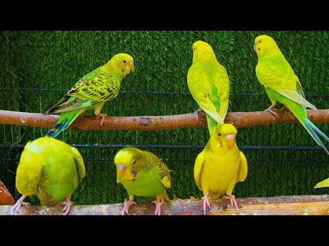 2 Hours of Budgie Best Friends - Mango and Chutney - Singing and Talking Sounds