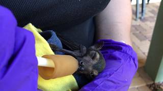 preview picture of video 'Feeding A Cute Baby Fruitbat | Tolga Bat Hospital Cairns'