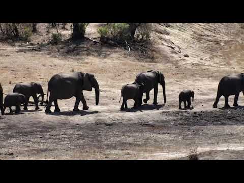 Djuma: Breeding herd of Elephants come for a drink - 09:41 - 10/15/18