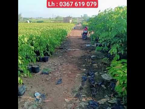 Tham quan vườn ươm cây giống tổng hợp