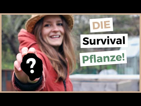 Einmal pflanzen und für immer ernten!