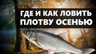 На что ловить сорогу осенью