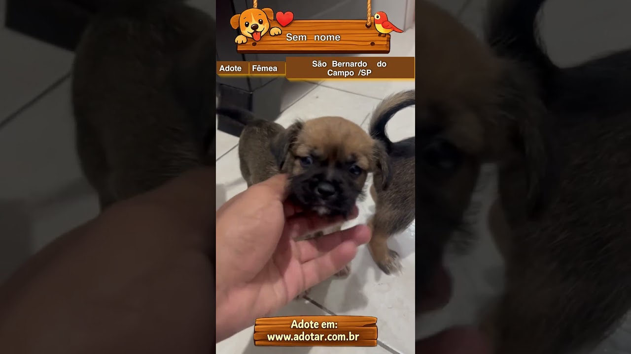 Cachorro raça SRD-ViraLata idade 2 a 6 meses nome Sem nome 