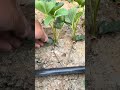 The Correct Way Of Remove Old Leaves From Strawberry Plants Satisfying Short