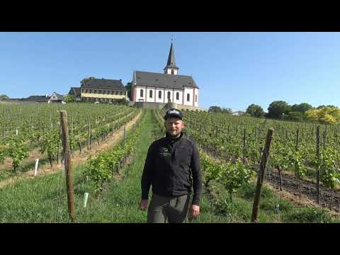 Weintaxi Wiesbaden -  Weingut im Weinegg - Vorstellung