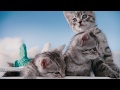 Kattene by Flyreiser dot no