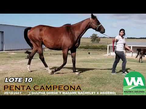 Lote PENTA CAMPEONA