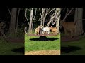 Dwarf Goats Happily Play on Merry Go Round || ViralHog