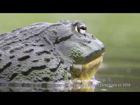 Giant Bullfrog mating behaviour