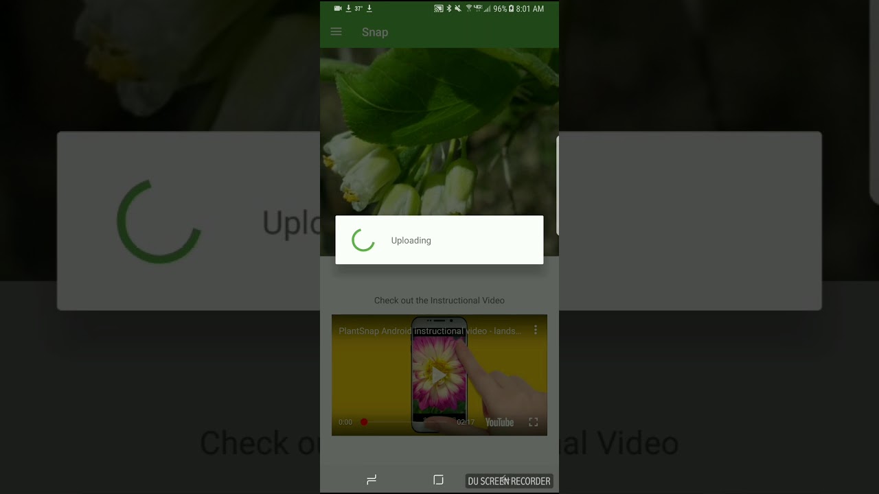 How to identify a Bladdernut or Staphylea trifolia with PlantSnap - YouTube