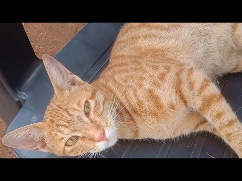 Adorable Cat and Dog Duo: Heartwarming Moments with Dhanu and Lucy | Theramson Pets