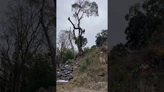 動画のサムネイル