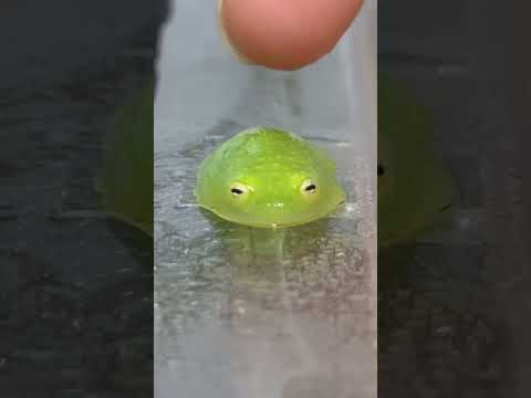 園芸 助産師のヒキガエル、庭のフルート奏者