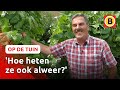 Ad verbouwt 'vergeten groenten' | Op de tuin