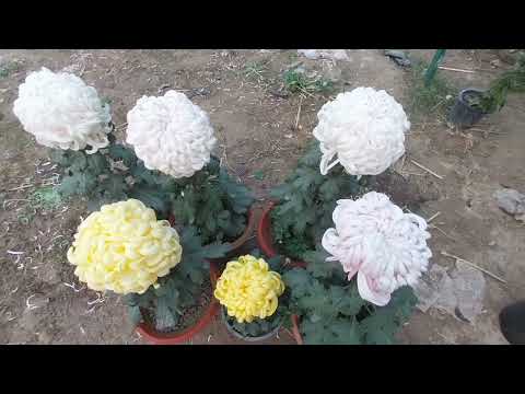 Guldawdi#variety#lviralvideo# chrysanthemum#nursery#nbri#flowers#plants#garden