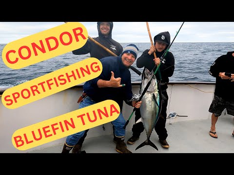 Early April Giant Bluefin Tuna Fishing Condor Sportfishing Fishermans Landing San Diego CA