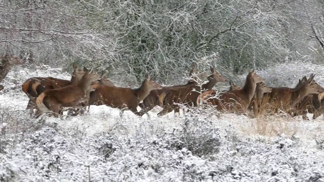 The Journey Within by Radhanath Swami