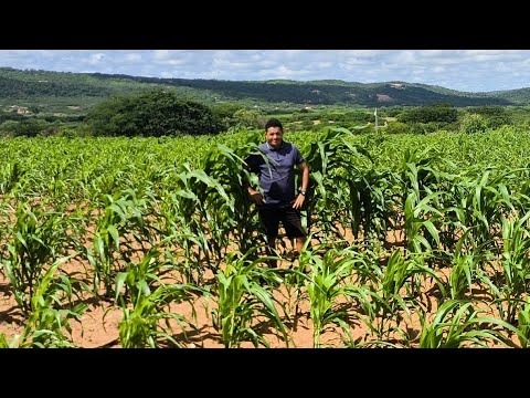 VEJA COMO ESTÁ O MILHO DO VANDERLEI EM TAPEROÁ NA PARAÍBA O HOMEM DAS CABRAS BOER