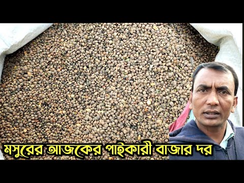 সামনে রমজান মাস তাই মসুরের পাইকারী বাজার দর বাড়ছে| সরাসরি পাবনা,চাটমোহর কৃষাণ বাজার