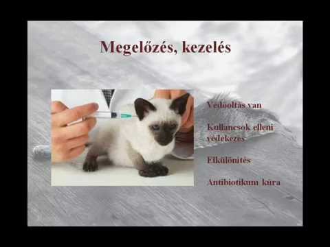 A hasnyálmirigyrák jelenlétének megállapítása (diagnózis)