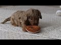 Cockapoo dogs for sale: Ace - Video 1