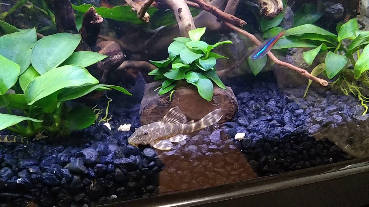 Clown Plecostomus • Care Guide (Tank Setup, Mates & Diet)