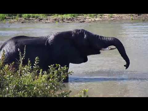 Djuma: Elephant - 15:20 - 03/30/20