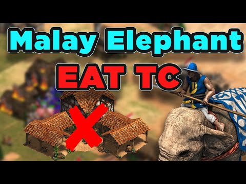 Malay Elephants EAT TC