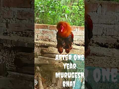 Murugesh bhai before and after